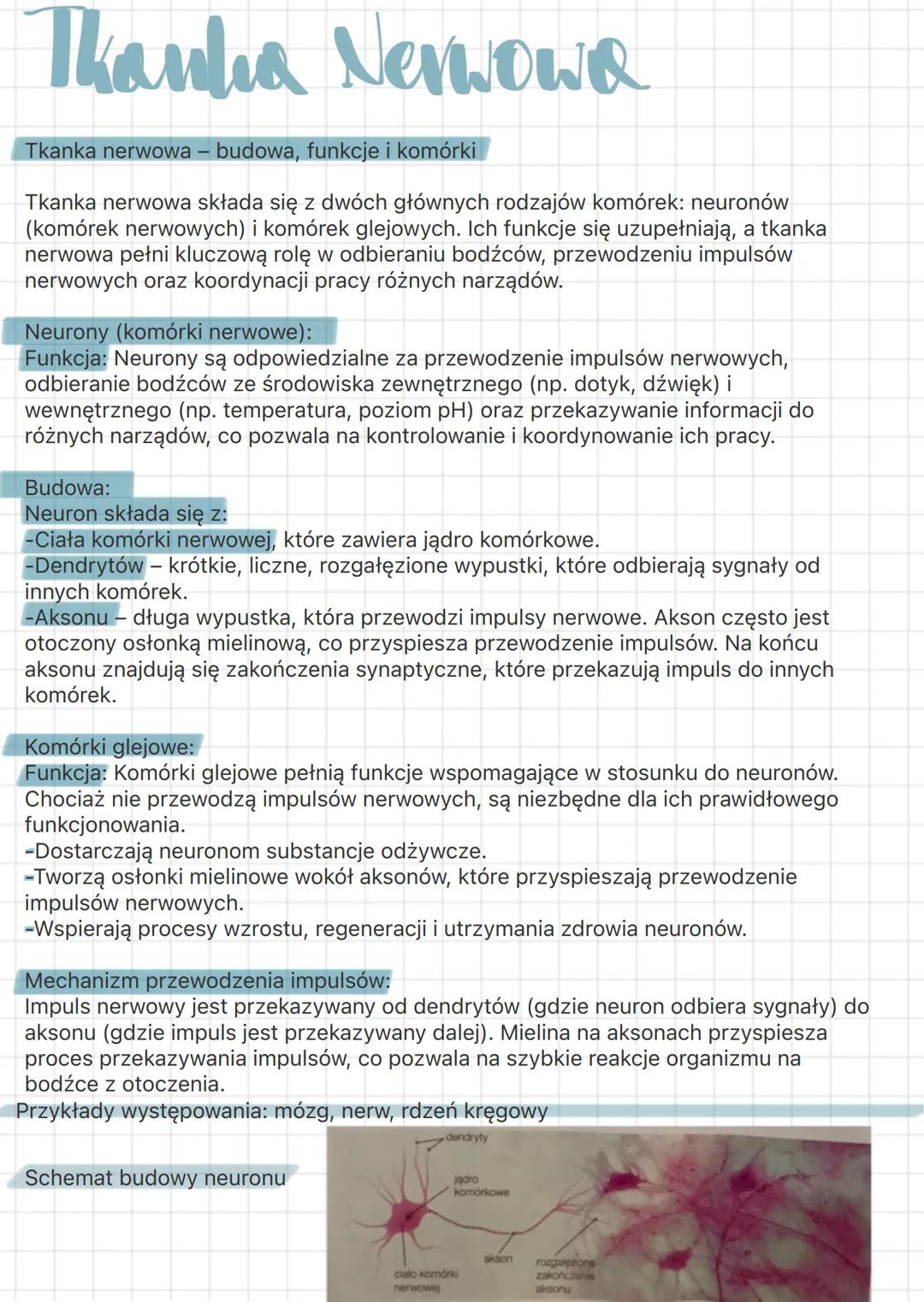 --- OCR Start ---
Thanka Nablighava
1. Budowa
Komórki nabłonkowe ściśle do siebie przylegają, tworząc zwartą warstwę.
Brak naczyń krwionośny