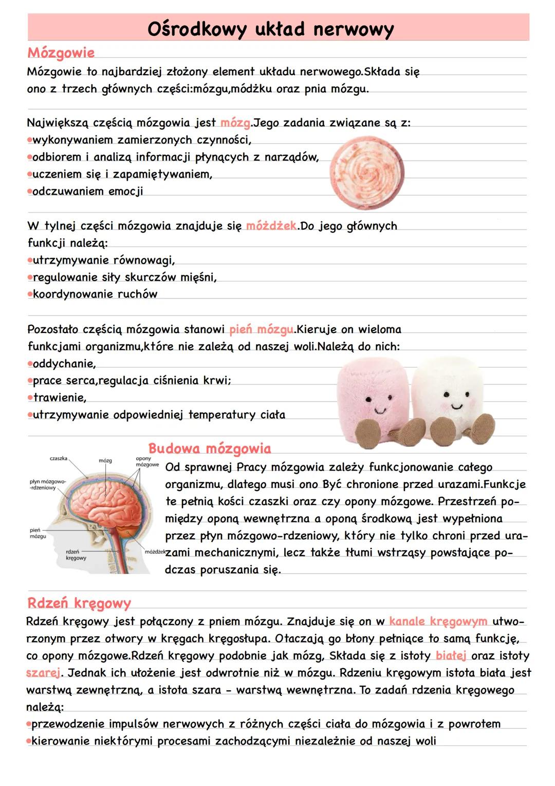 # Ośrodkowy układ nerwowy
Mózgowie
Mózgowie to najbardziej złożony element układu nerwowego. Składa się
ono z trzech głównych części:mózgu