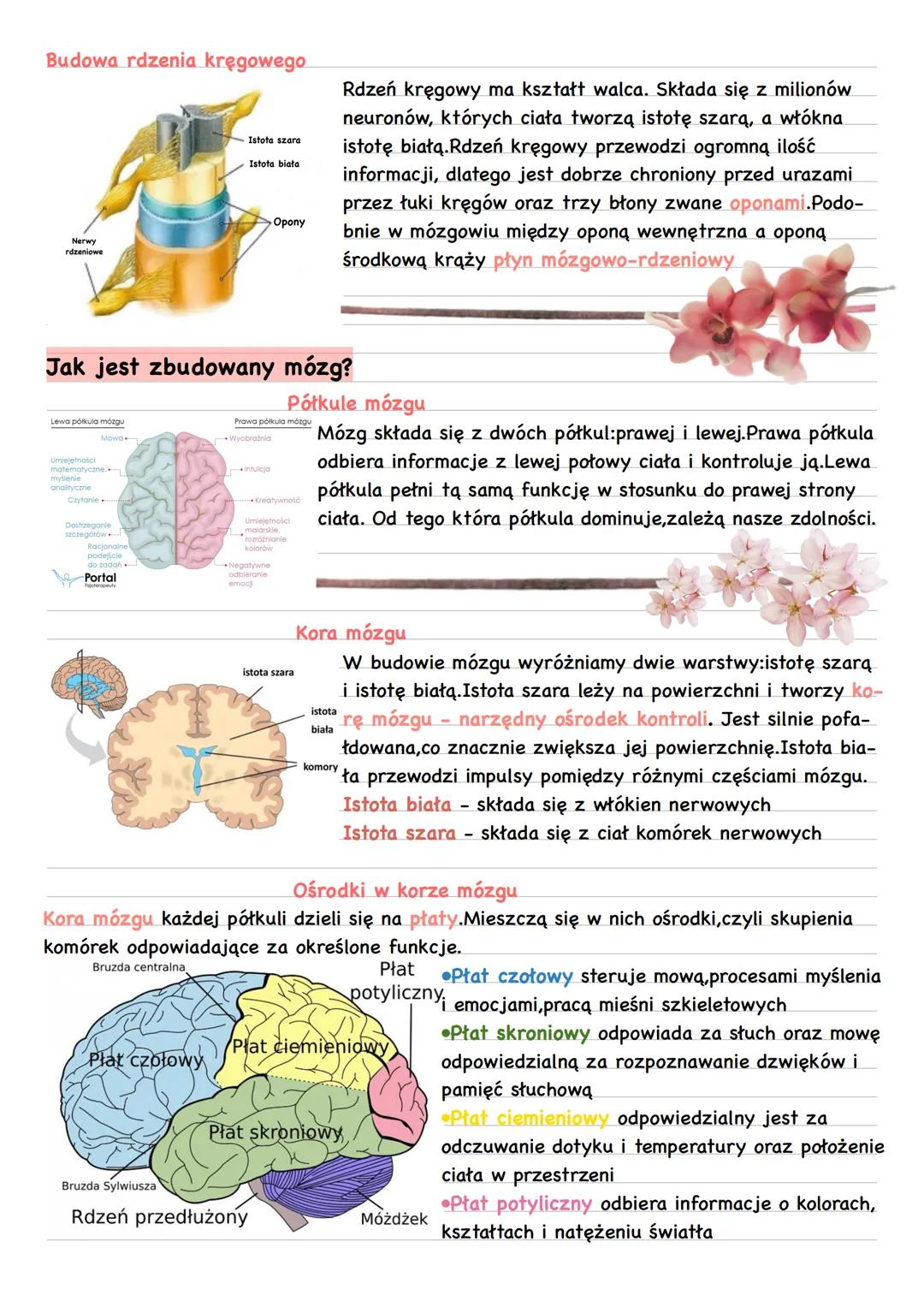 # Ośrodkowy układ nerwowy
Mózgowie
Mózgowie to najbardziej złożony element układu nerwowego. Składa się
ono z trzech głównych części:mózgu