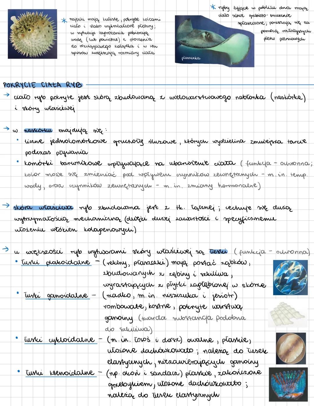 --- OCR Start ---
RYBY
kręgowce pierwotnie wodne, zamieszkujące zarówno wody słodkie jak i słone; zmiennocieplne
OGÓLNA BUDOWA CIAŁA RYB
→ r
