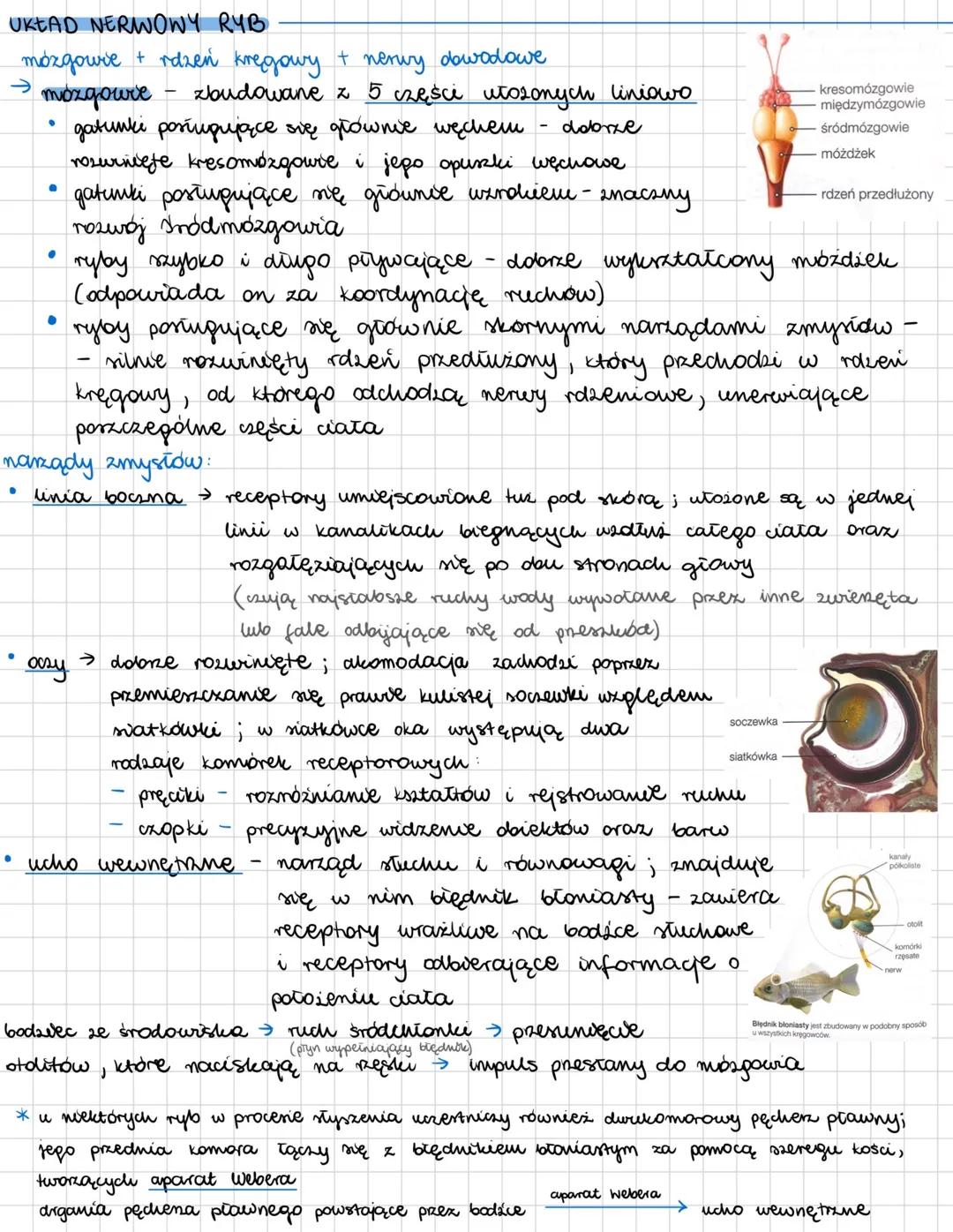 --- OCR Start ---
RYBY
kręgowce pierwotnie wodne, zamieszkujące zarówno wody słodkie jak i słone; zmiennocieplne
OGÓLNA BUDOWA CIAŁA RYB
→ r
