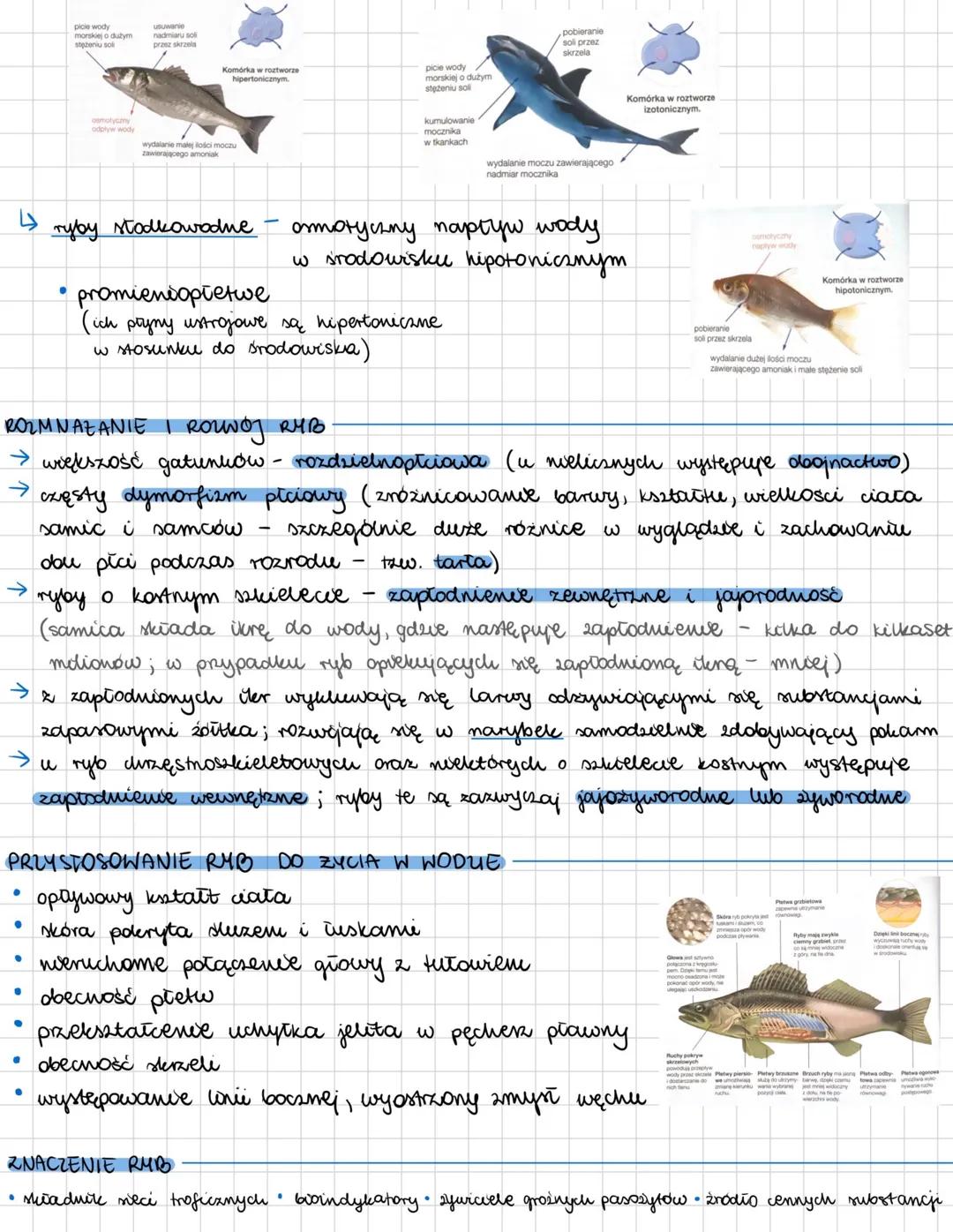 --- OCR Start ---
RYBY
kręgowce pierwotnie wodne, zamieszkujące zarówno wody słodkie jak i słone; zmiennocieplne
OGÓLNA BUDOWA CIAŁA RYB
→ r