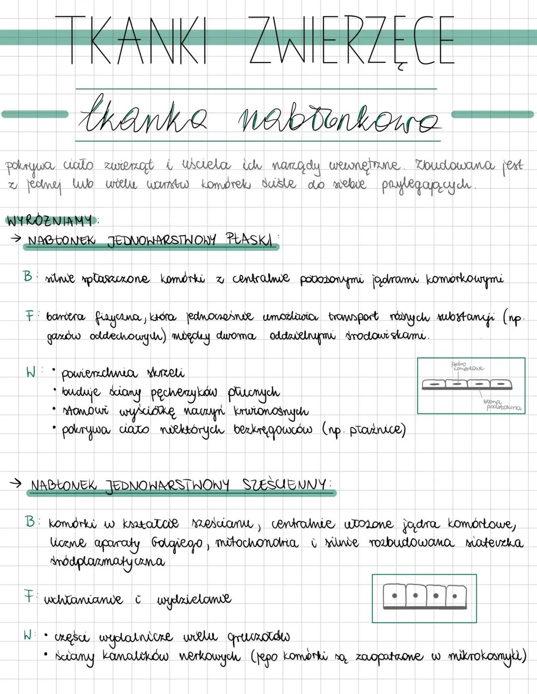 --- OCR Start ---
TKANKI ZWIERZĘCE
- tkanko nabtonkowo
pokrywa ciało zwierząt i usciela ich narządy wewnętrzne. Zoudowana jest
z jednej lub