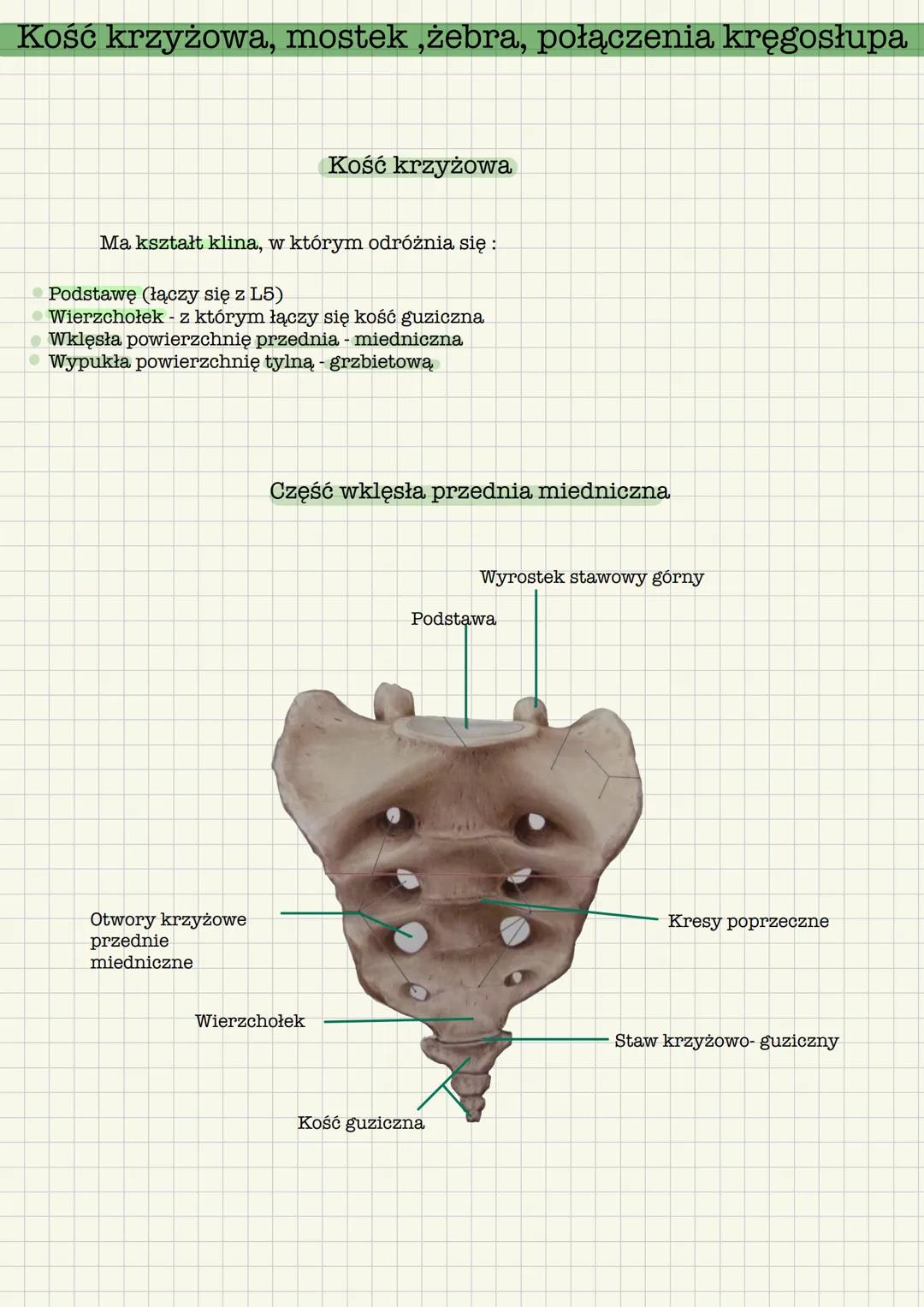 --- OCR Start ---
Kość krzyżowa, mostek, żebra, połączenia kręgosłupa
Kość krzyżowa
Ma kształt klina, w którym odróżnia się:
- Podstawę (łąc