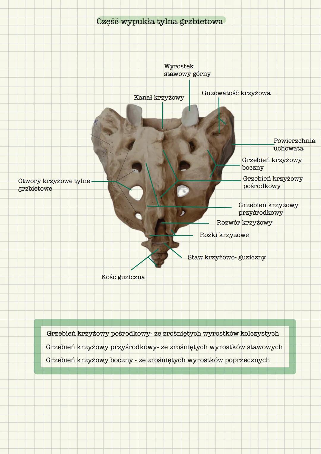 --- OCR Start ---
Kość krzyżowa, mostek, żebra, połączenia kręgosłupa
Kość krzyżowa
Ma kształt klina, w którym odróżnia się:
- Podstawę (łąc