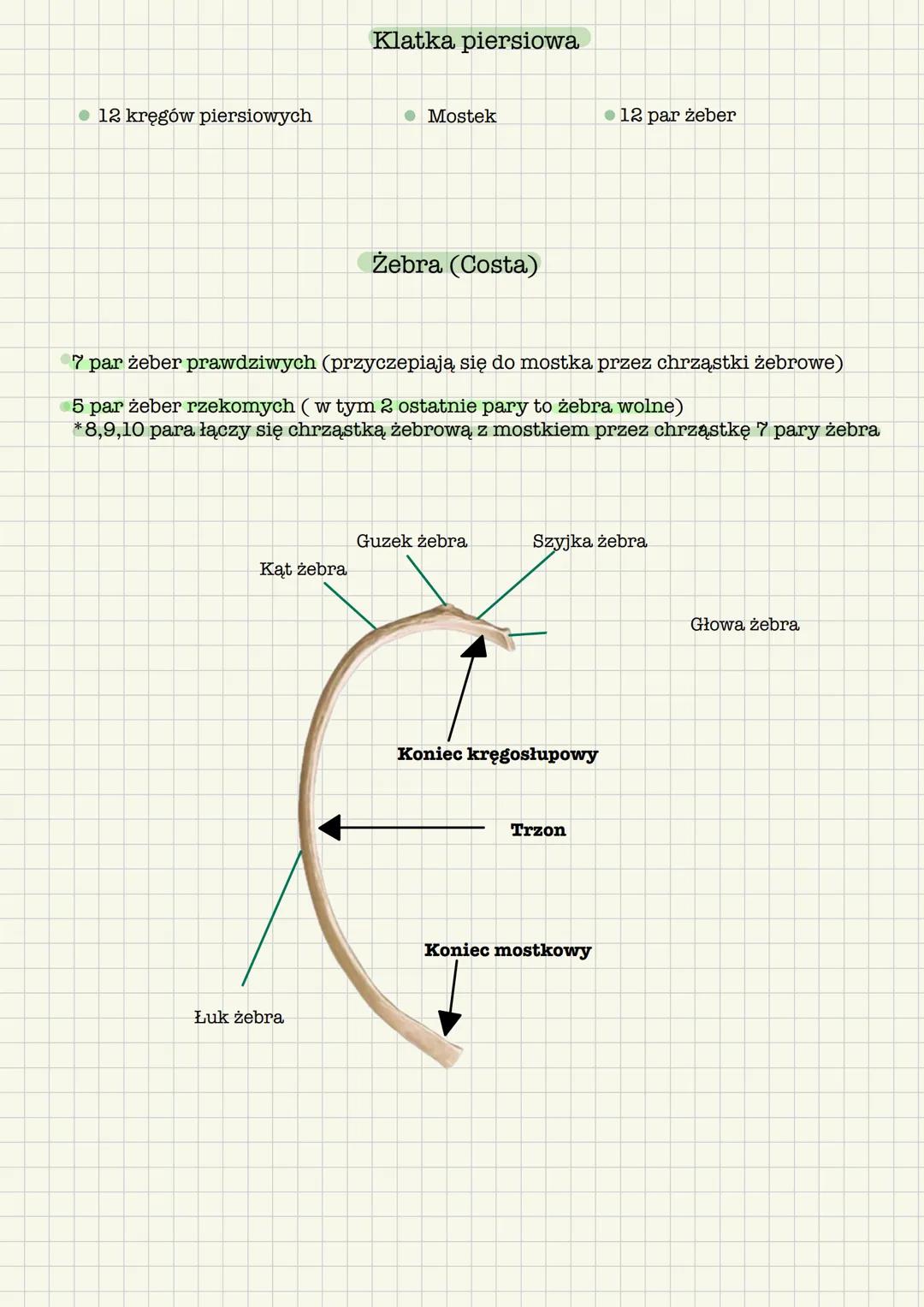 --- OCR Start ---
Kość krzyżowa, mostek, żebra, połączenia kręgosłupa
Kość krzyżowa
Ma kształt klina, w którym odróżnia się:
- Podstawę (łąc