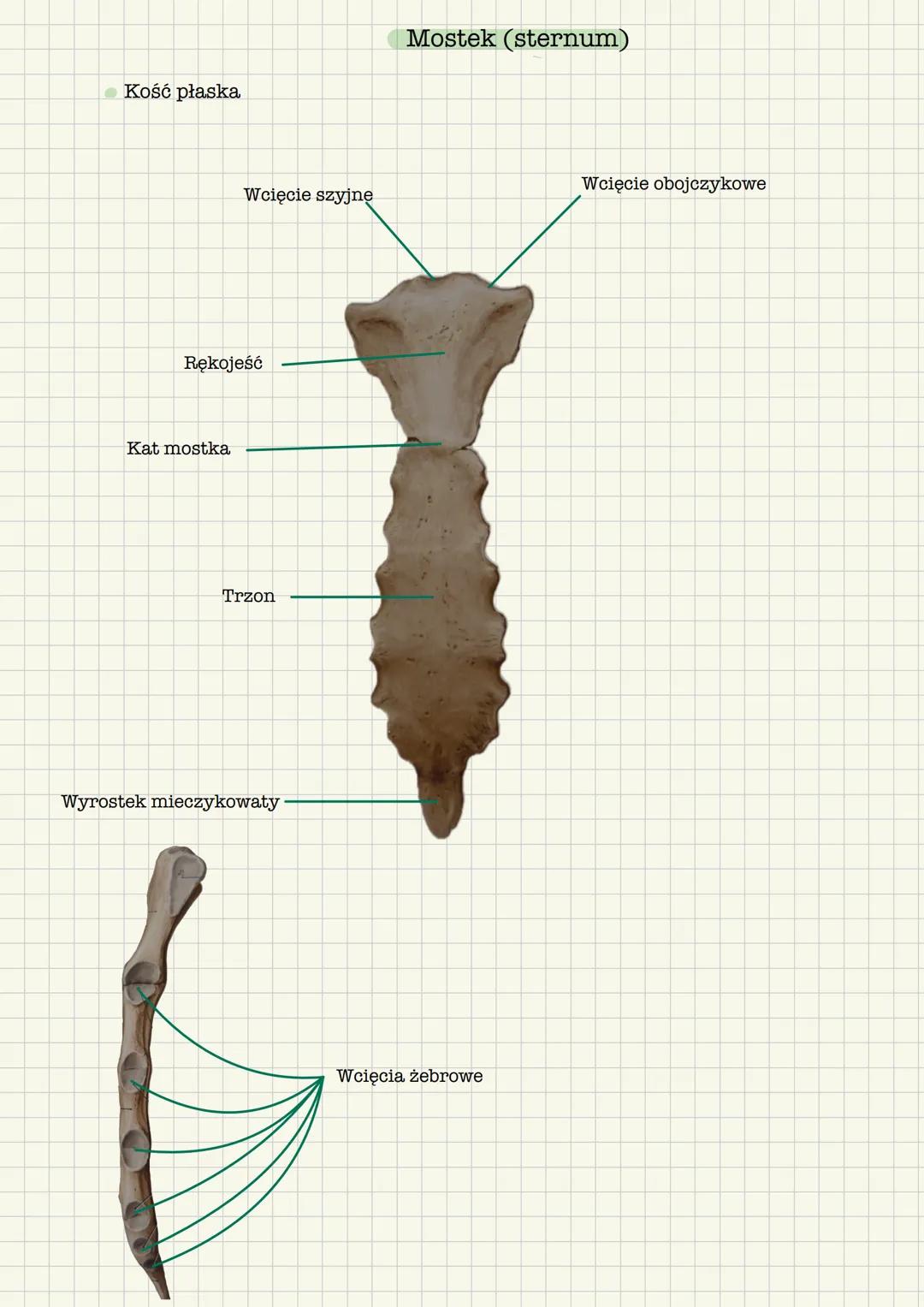 --- OCR Start ---
Kość krzyżowa, mostek, żebra, połączenia kręgosłupa
Kość krzyżowa
Ma kształt klina, w którym odróżnia się:
- Podstawę (łąc