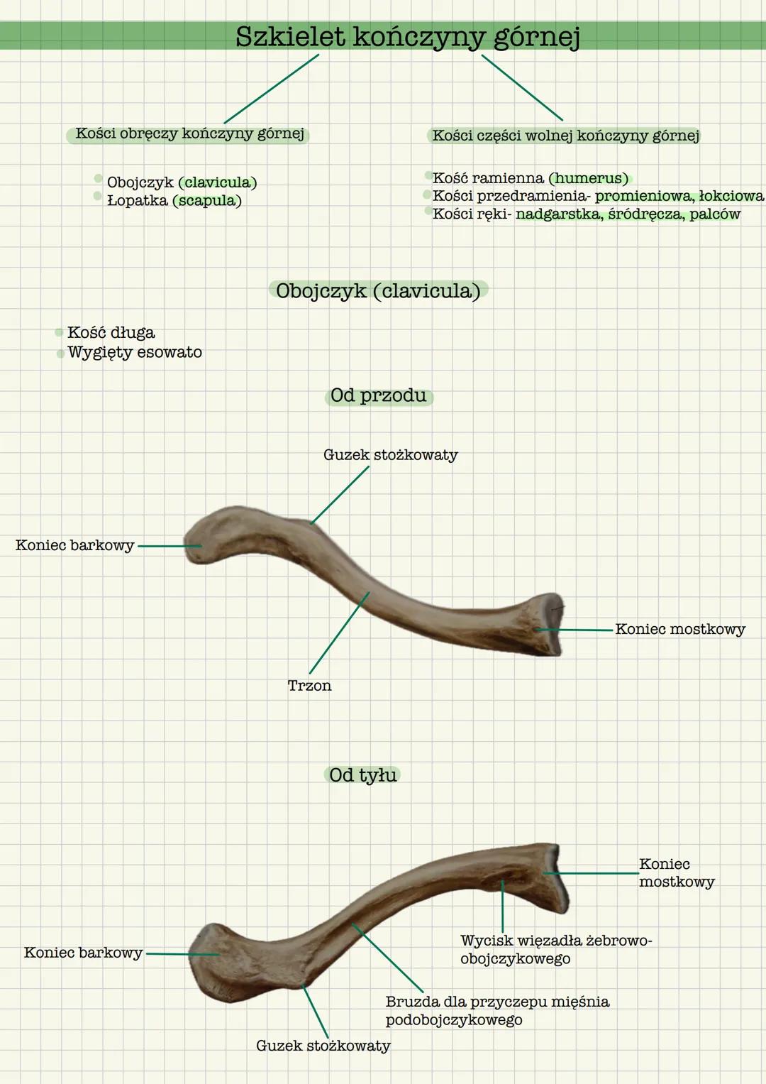 # Szkielet kończyny górnej
Kości obręczy kończyny górnej
* Obojczyk (clavicula)
* Łopatka (scapula)
Kości części wolnej kończyny górnej
*