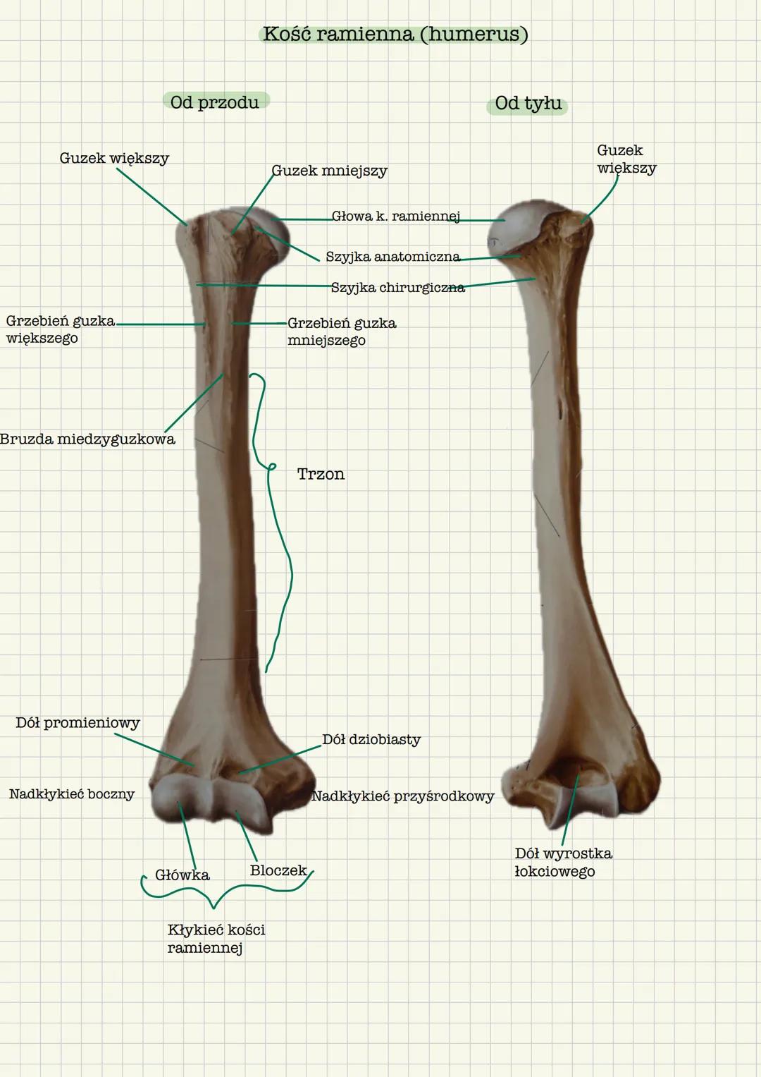 # Szkielet kończyny górnej
Kości obręczy kończyny górnej
* Obojczyk (clavicula)
* Łopatka (scapula)
Kości części wolnej kończyny górnej
*
