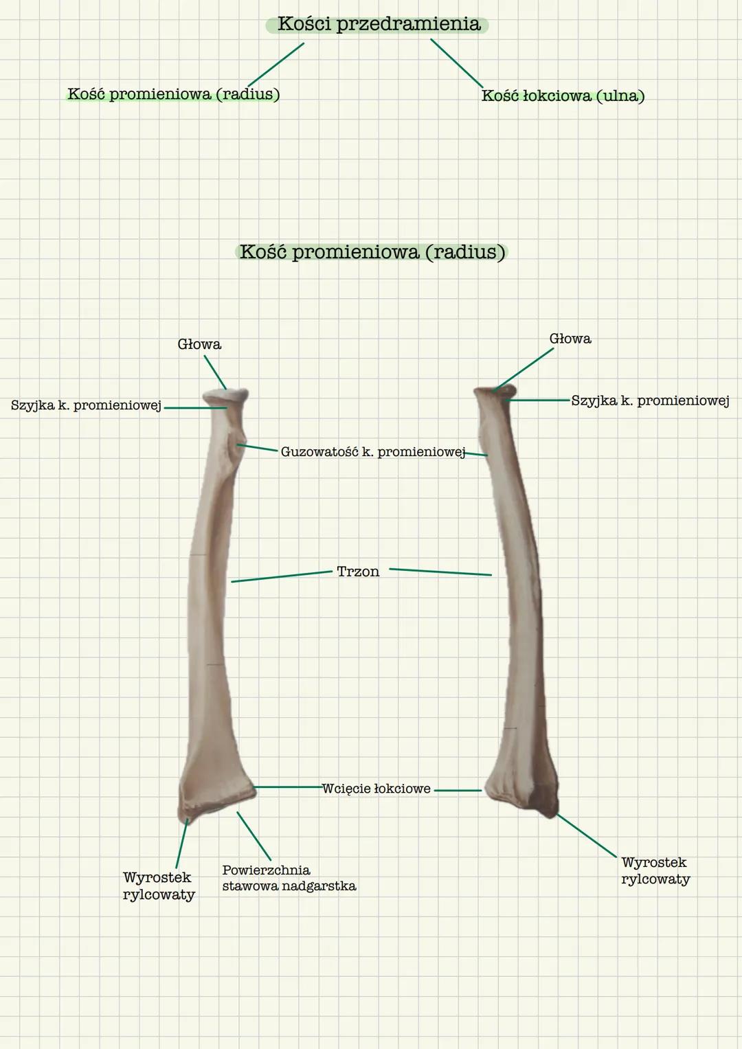 # Szkielet kończyny górnej
Kości obręczy kończyny górnej
* Obojczyk (clavicula)
* Łopatka (scapula)
Kości części wolnej kończyny górnej
*
