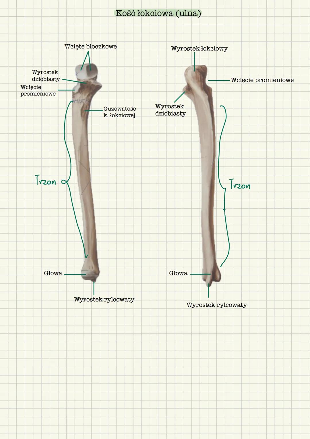 # Szkielet kończyny górnej
Kości obręczy kończyny górnej
* Obojczyk (clavicula)
* Łopatka (scapula)
Kości części wolnej kończyny górnej
*
