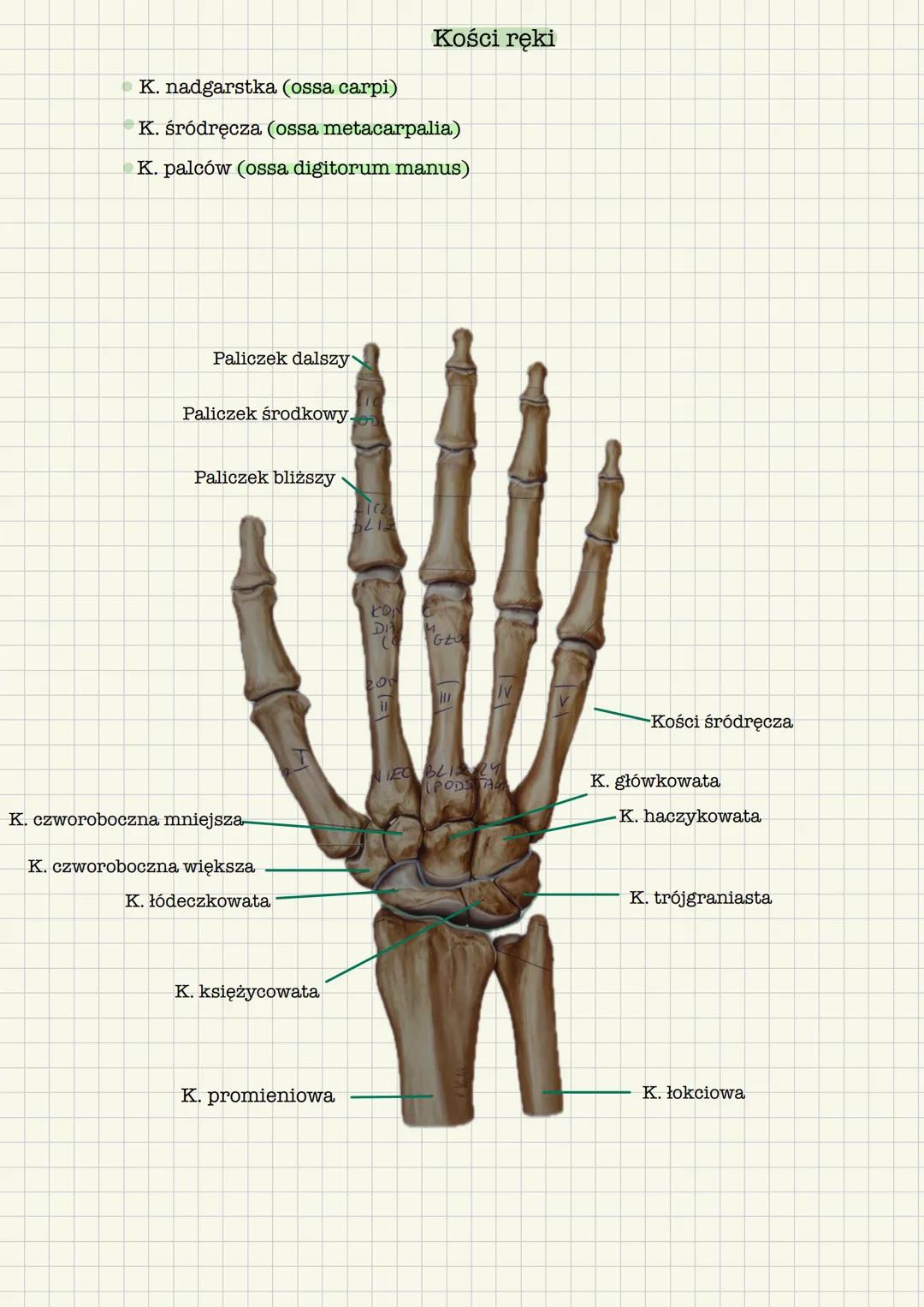# Szkielet kończyny górnej
Kości obręczy kończyny górnej
* Obojczyk (clavicula)
* Łopatka (scapula)
Kości części wolnej kończyny górnej
*