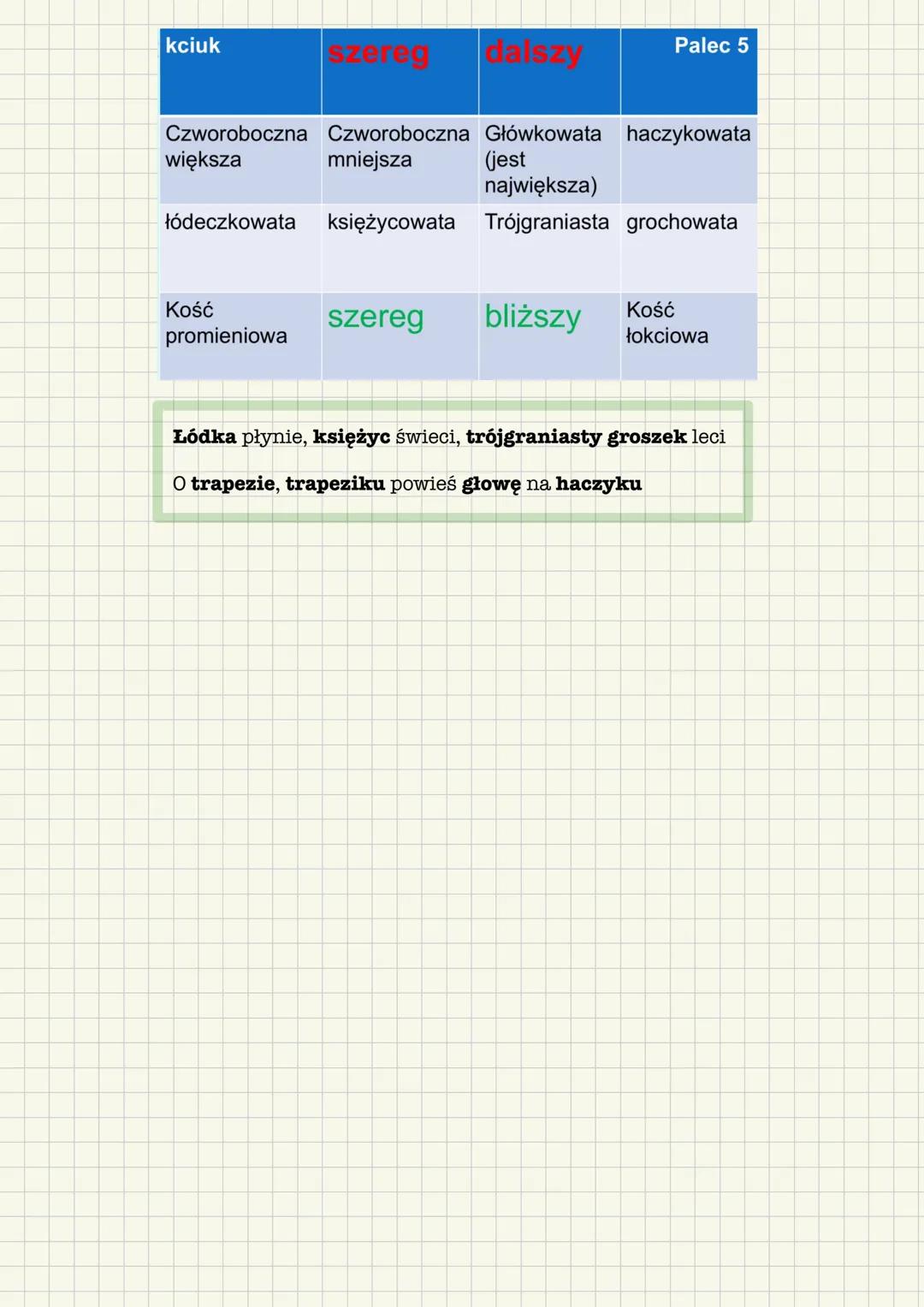 # Szkielet kończyny górnej
Kości obręczy kończyny górnej
* Obojczyk (clavicula)
* Łopatka (scapula)
Kości części wolnej kończyny górnej
*