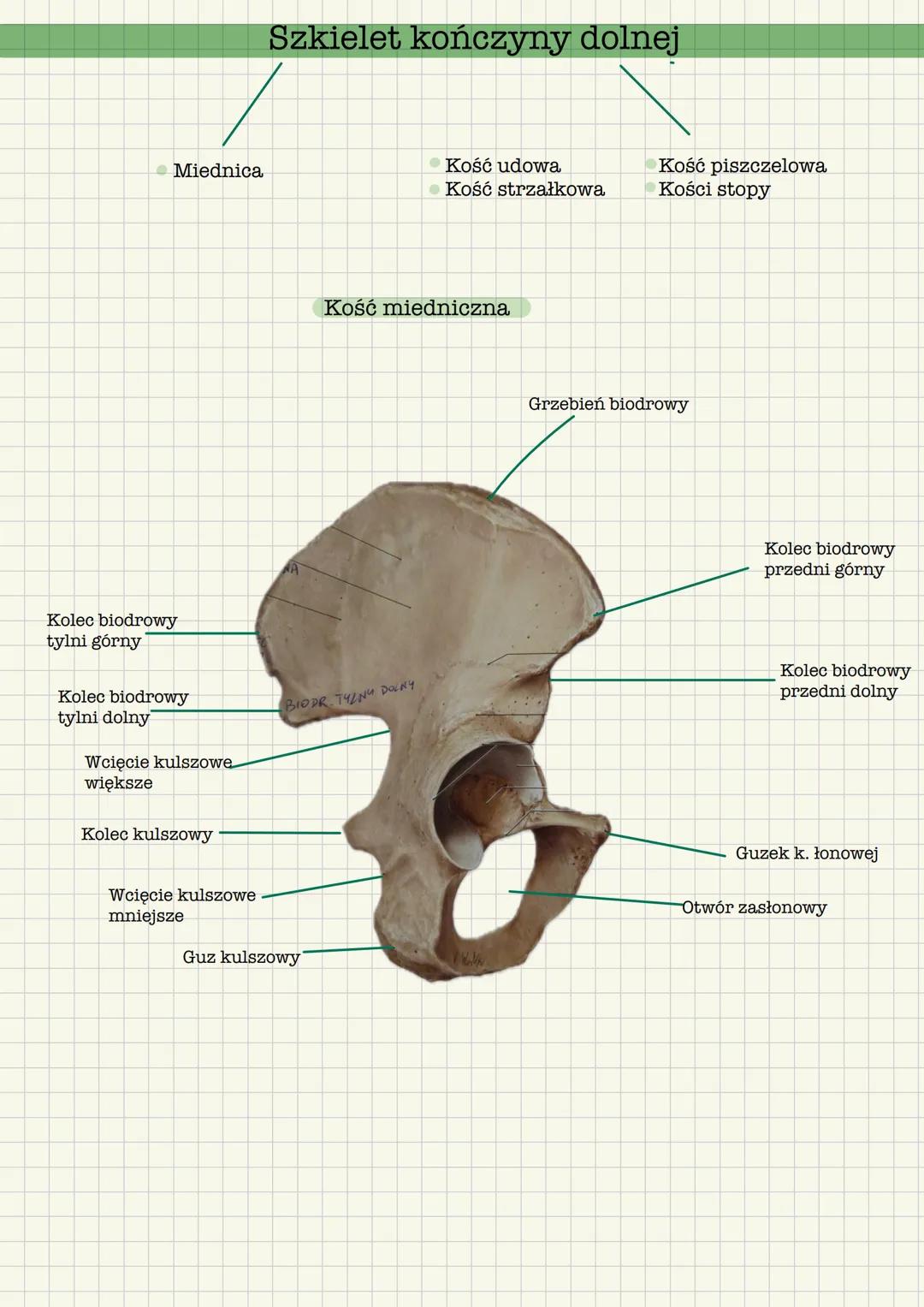 # Szkielet kończyny dolnej
* Miednica
* Kość udowa
* Kość strzałkowa
* Kość piszczelowa
* Kości stopy
Kość miedniczna
Grzebie