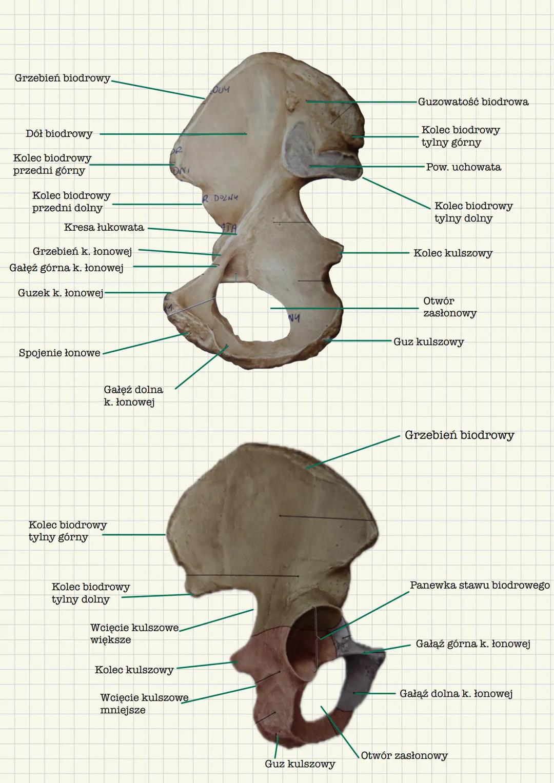 # Szkielet kończyny dolnej
* Miednica
* Kość udowa
* Kość strzałkowa
* Kość piszczelowa
* Kości stopy
Kość miedniczna
Grzebie