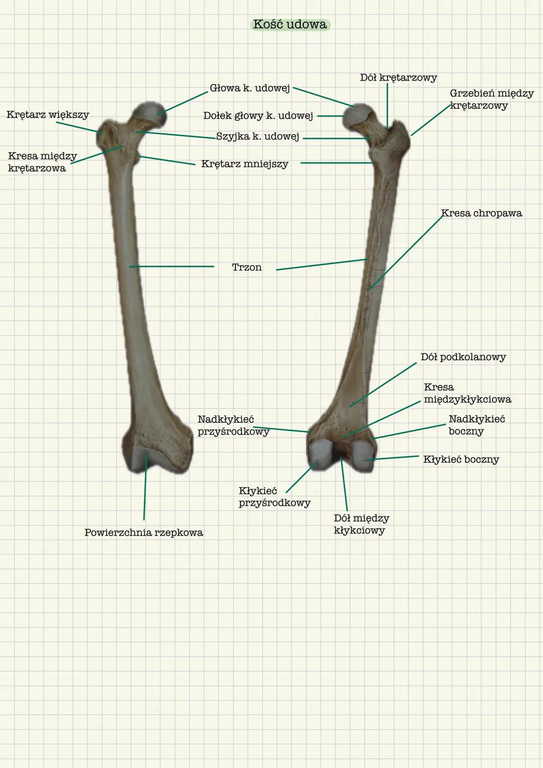 # Szkielet kończyny dolnej
* Miednica
* Kość udowa
* Kość strzałkowa
* Kość piszczelowa
* Kości stopy
Kość miedniczna
Grzebie