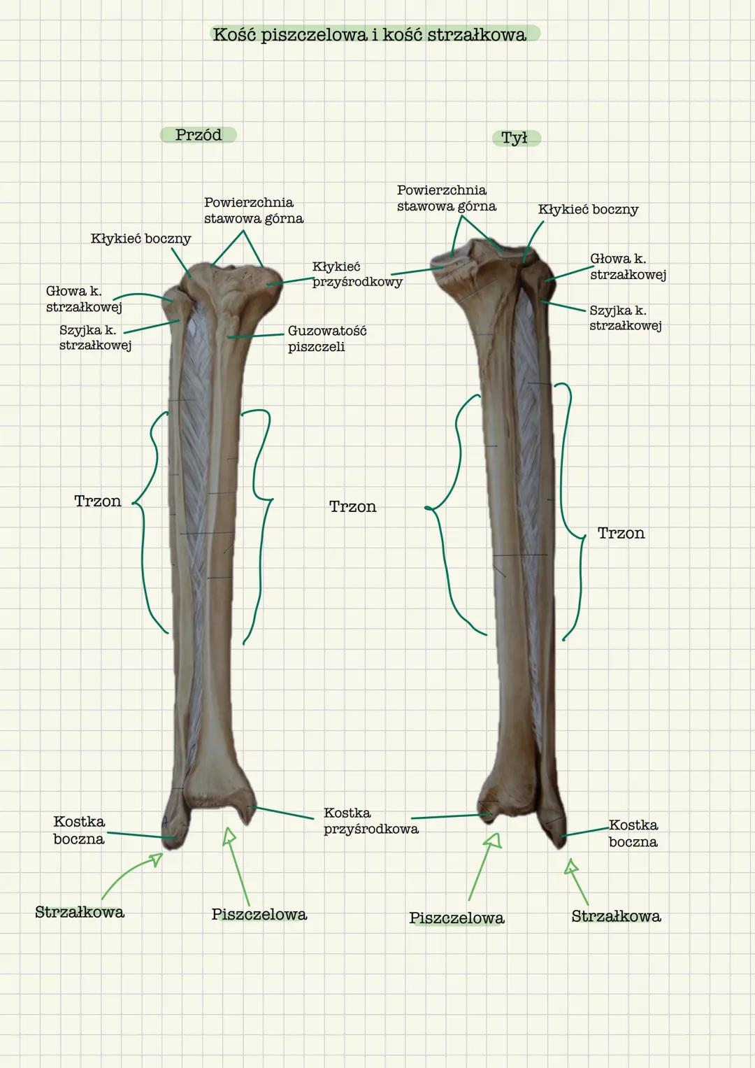 # Szkielet kończyny dolnej
* Miednica
* Kość udowa
* Kość strzałkowa
* Kość piszczelowa
* Kości stopy
Kość miedniczna
Grzebie