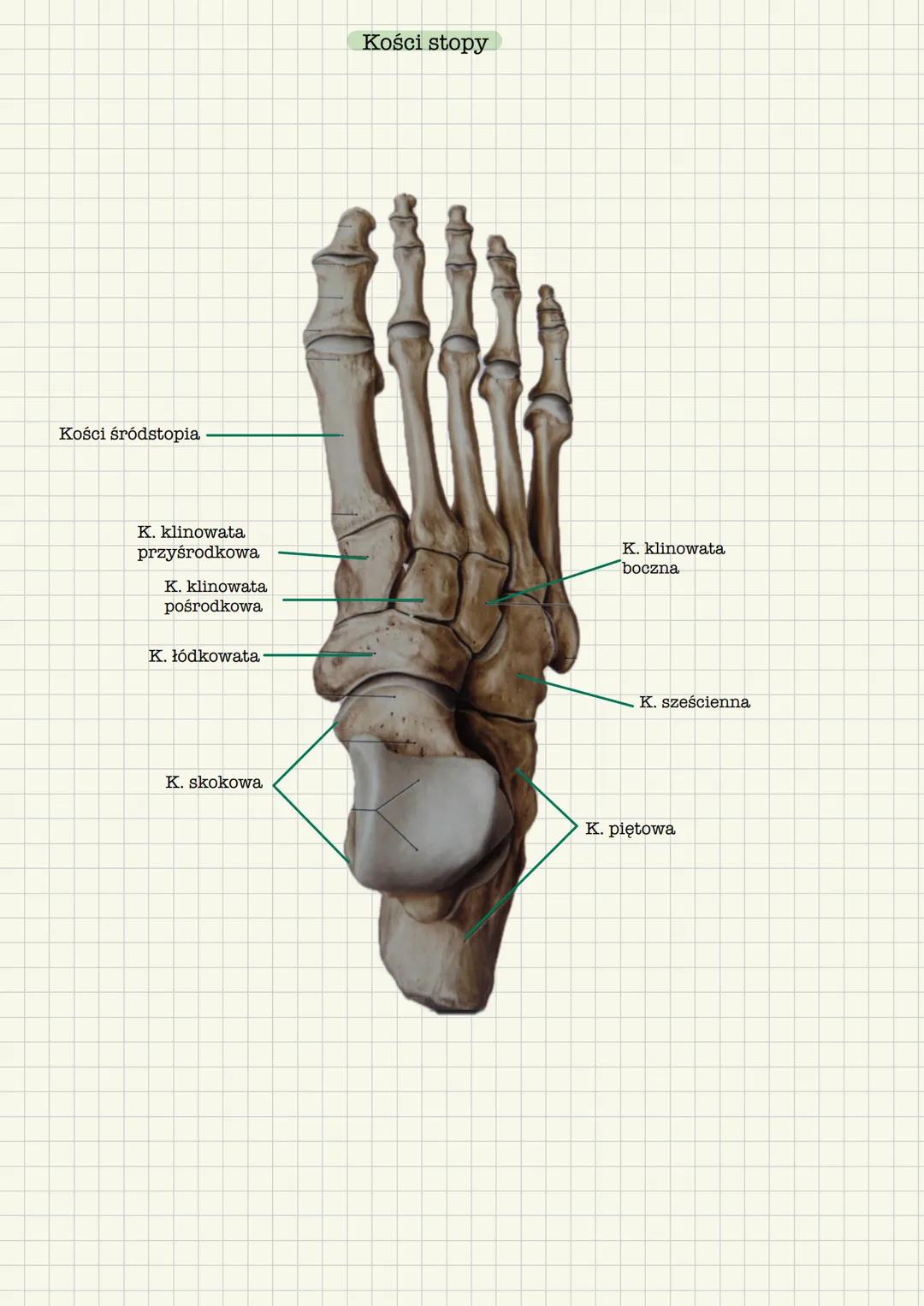 # Szkielet kończyny dolnej
* Miednica
* Kość udowa
* Kość strzałkowa
* Kość piszczelowa
* Kości stopy
Kość miedniczna
Grzebie