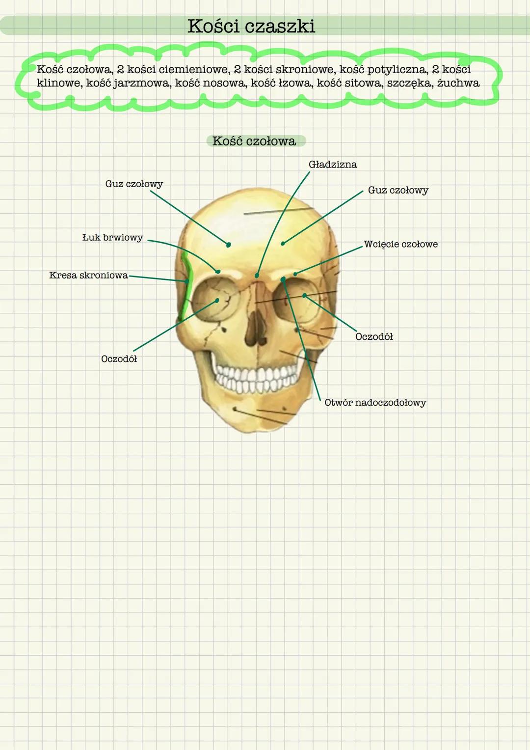 # Kości czaszki
Kość czołowa, 2 kości ciemieniowe, 2 kości skroniowe, kość potyliczna, 2 kości
klinowe, kość jarzmowa, kość nosowa, kość łz