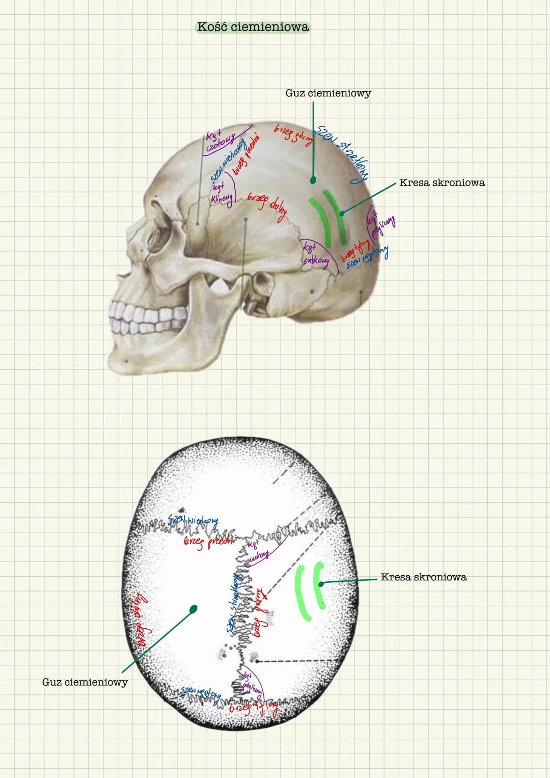 # Kości czaszki
Kość czołowa, 2 kości ciemieniowe, 2 kości skroniowe, kość potyliczna, 2 kości
klinowe, kość jarzmowa, kość nosowa, kość łz
