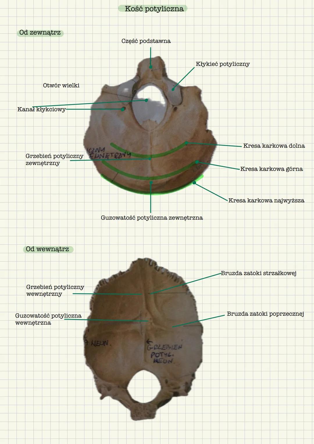 # Kości czaszki
Kość czołowa, 2 kości ciemieniowe, 2 kości skroniowe, kość potyliczna, 2 kości
klinowe, kość jarzmowa, kość nosowa, kość łz