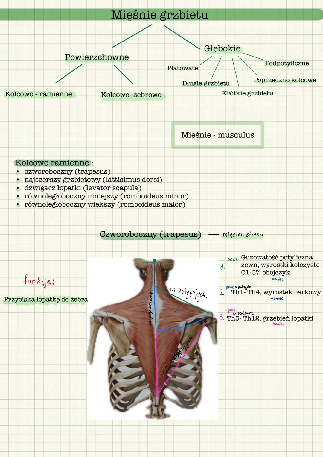 # Mięśnie grzbietu
Powierzchowne
Kolcoworamienne
Kolcowo- żebrowe
Głębokie
Płatowate
Długie grzbietu
Podpotyliczne
Poprzeczno kolcow