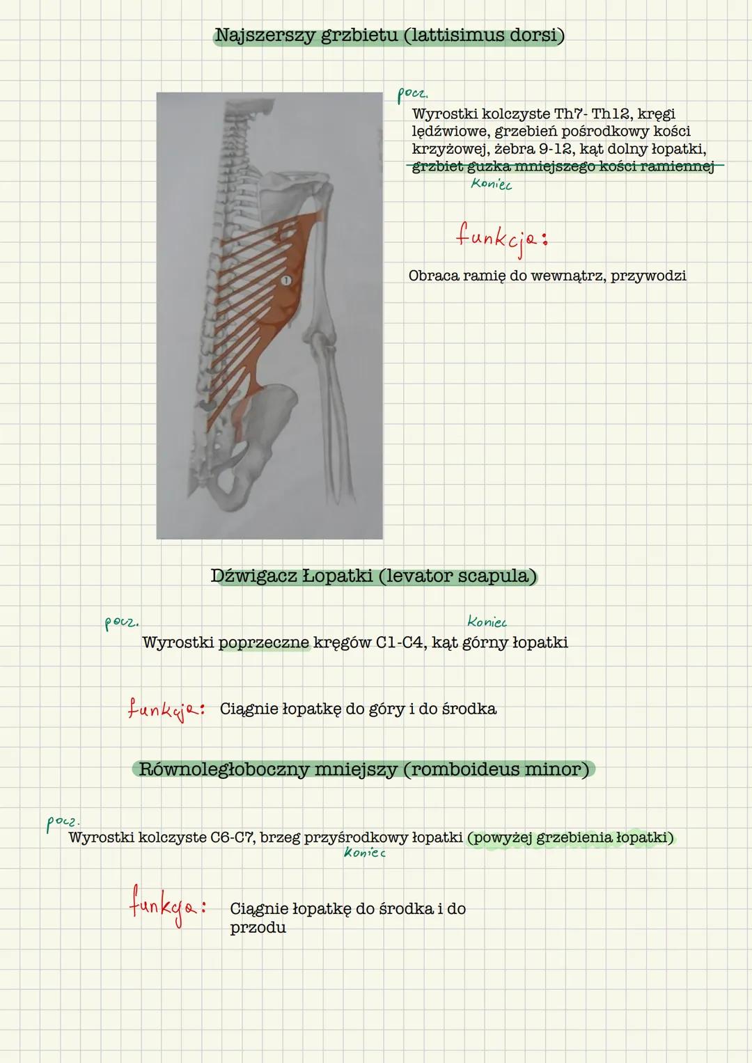 # Mięśnie grzbietu
Powierzchowne
Kolcoworamienne
Kolcowo- żebrowe
Głębokie
Płatowate
Długie grzbietu
Podpotyliczne
Poprzeczno kolcow