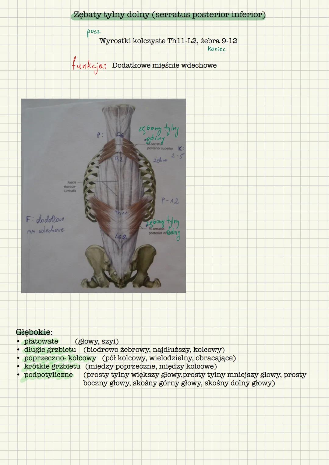 # Mięśnie grzbietu
Powierzchowne
Kolcoworamienne
Kolcowo- żebrowe
Głębokie
Płatowate
Długie grzbietu
Podpotyliczne
Poprzeczno kolcow