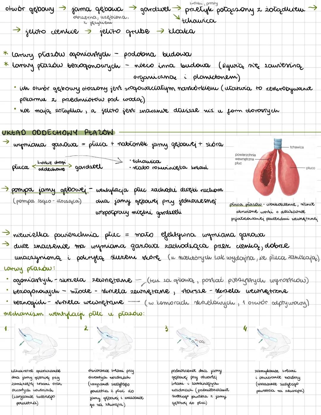 # PŁAZY
zwierzęta zmiennorepine; ziemno-wodny tryb życia; wysoka temperatura + wody słodkie
(niska temperatura uncenvożliwia m.in. rozmnaża