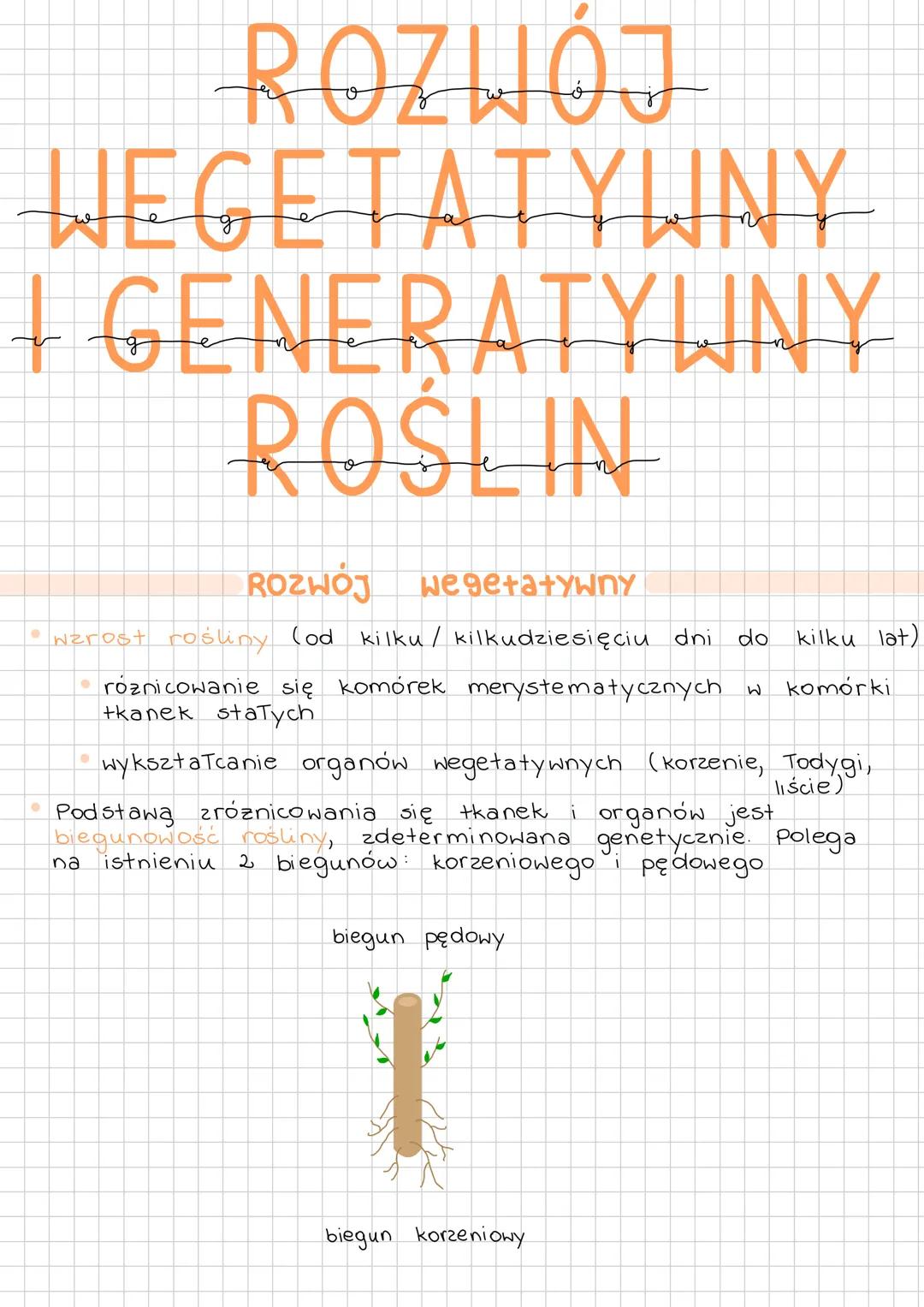 # ROZWÓJ
WEGETATYWNY
+ GENERATYWNY
ROŚLIN
ROZWÓJ
wegetatywny
* wzrost rośliny (od kilku / kilkudziesięciu dni do kilku lat)
* róznicowa