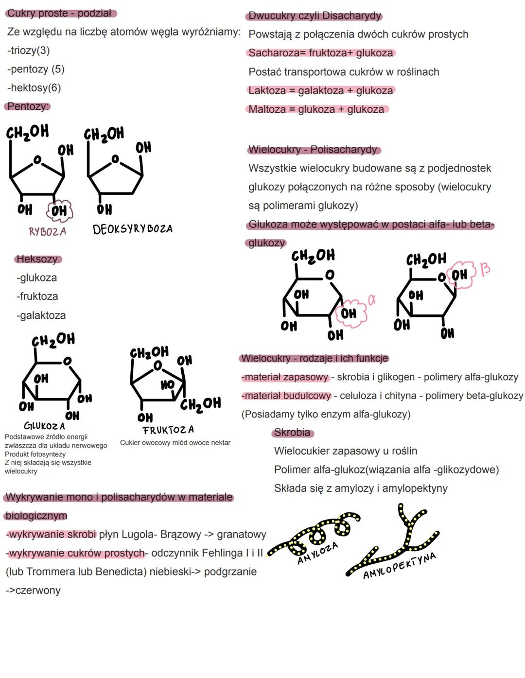 Cukry proste - podział
Dwucukry czyli Disacharydy
Ze względu na liczbę atomów węgla wyróżniamy: Powstają z połączenia dwóch cukrów prostych