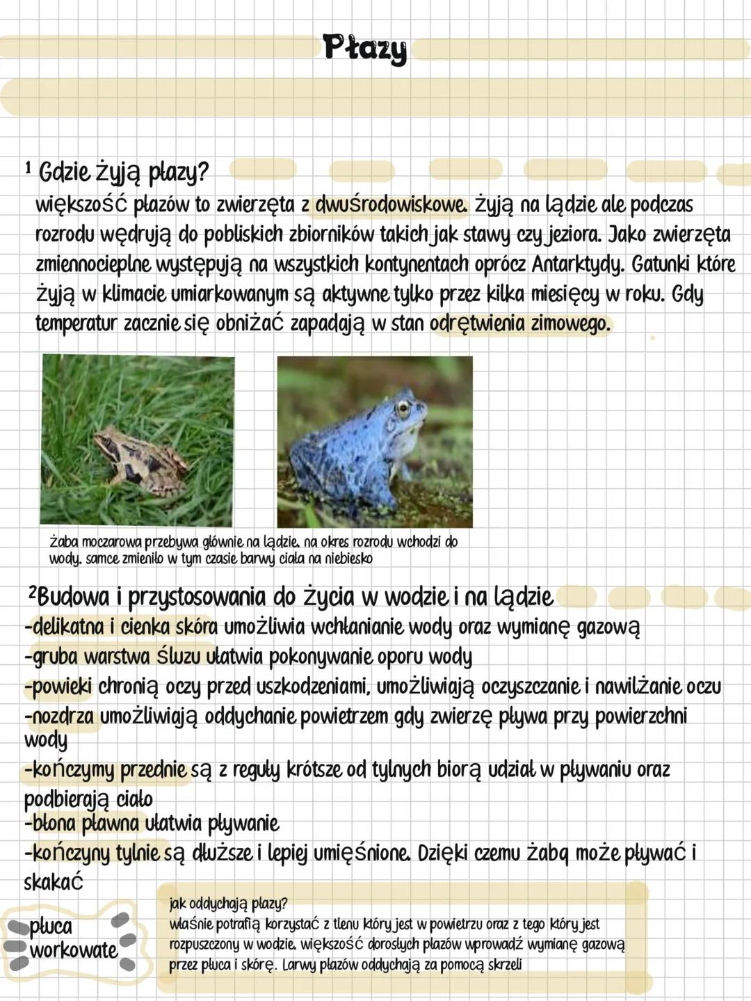 --- OCR Start ---
Płazy
1 Gdzie żyją płazy?
wielkość płazów to zwierzęta z dwuśrodowiskowe. żyją na lądzie ale podczas
rozdrodu wędrują do p