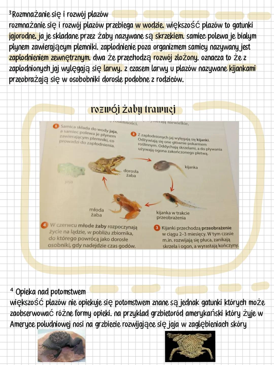 --- OCR Start ---
Płazy
1 Gdzie żyją płazy?
wielkość płazów to zwierzęta z dwuśrodowiskowe. żyją na lądzie ale podczas
rozdrodu wędrują do p