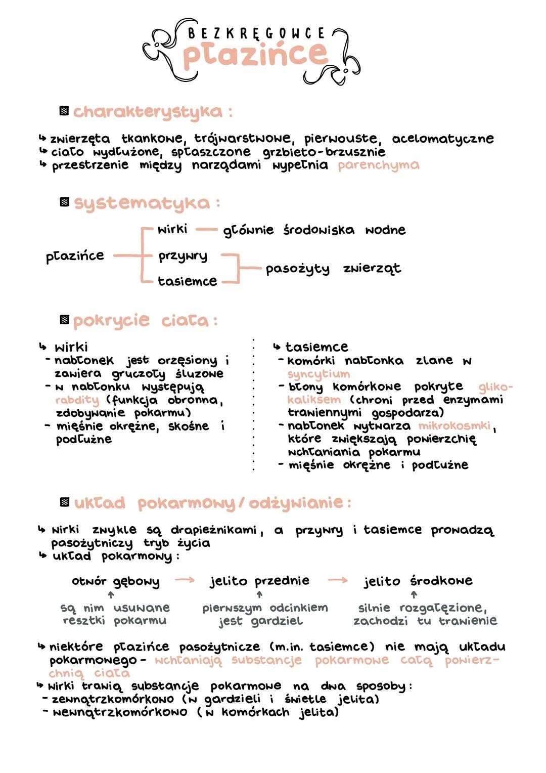 # BEZKRĘGOWCE
plazińce
charakterystyka:
- zwierzęta tkankowe, trójwarstwowe, pierwouste, acelomatyczne
- ciało wydłużone, spłaszczone grzbi