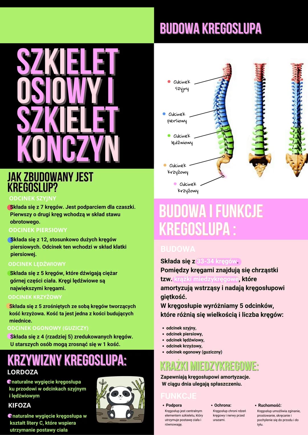 BUDOWA CZASZKI
SZKIELET
OSIOWY I
SZKIELET
KONCZYN
MÓZGOCZASZKA
>składa się z kości o dużej powierzchni.
Część z nich występuje pojedynczo.