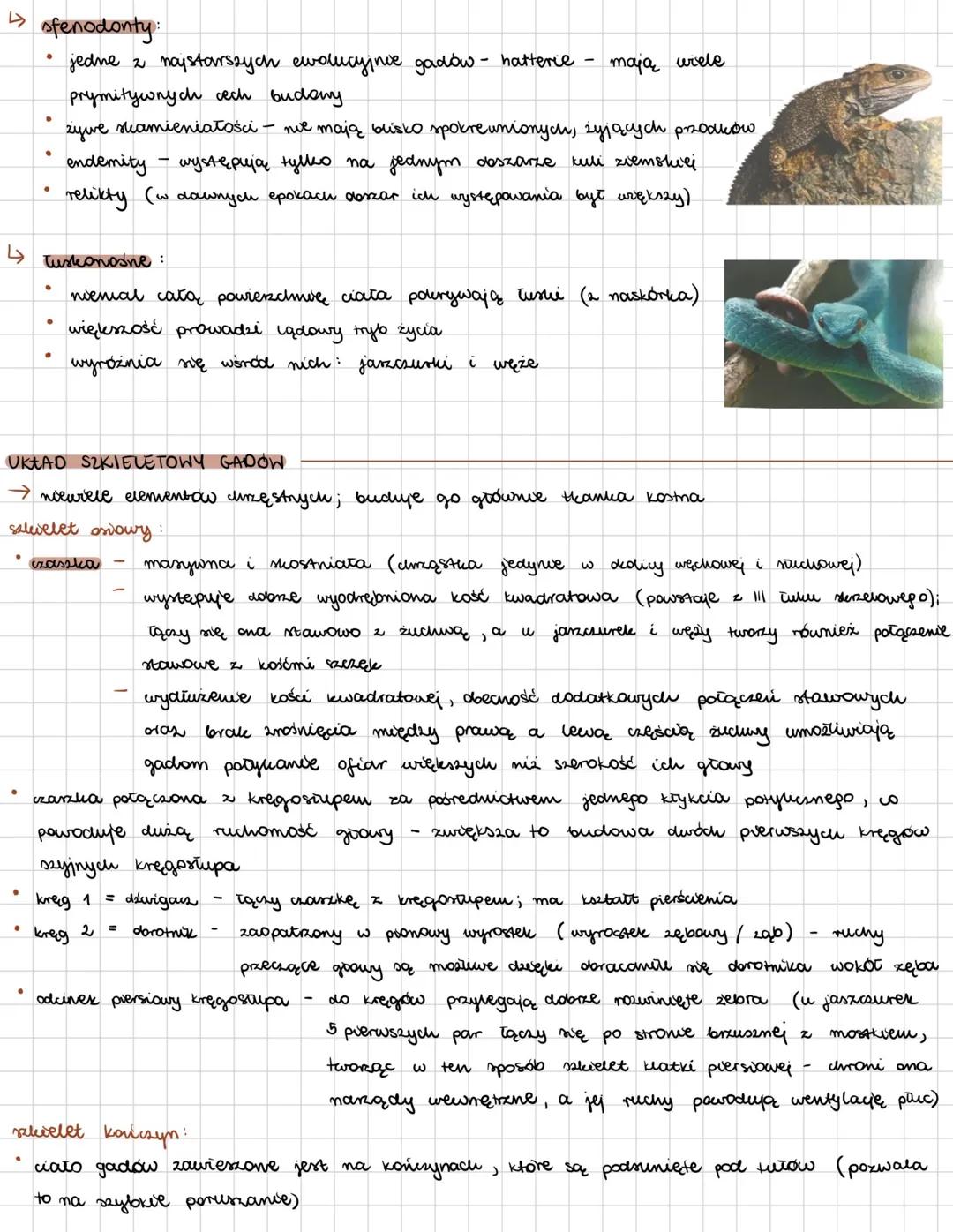 # GADY
zwierzęta zmiennocieplne; pierwsza grupa kręgowców przystosowana do lądu (wiele
gatunków wtórnie zaadaptowały się do środowiska wodn