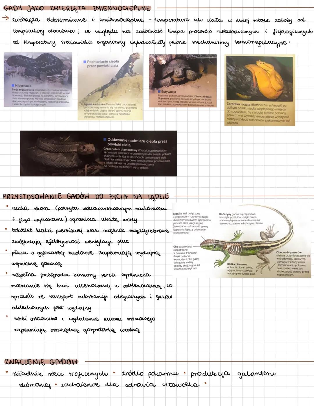 # GADY
zwierzęta zmiennocieplne; pierwsza grupa kręgowców przystosowana do lądu (wiele
gatunków wtórnie zaadaptowały się do środowiska wodn