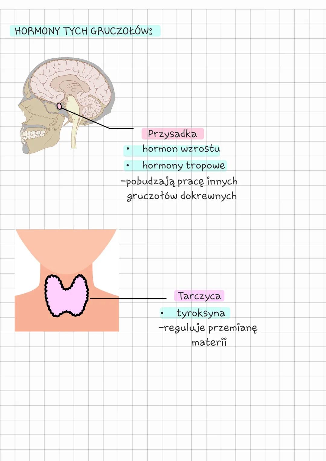 --- OCR Start ---
Biologia
Klasa 7 regulacja
nerwowo - hormonalna
temat: Budowa i funkcjonowanie układu hormonalnego
Z CZEGO JEST ZBUDOWANY