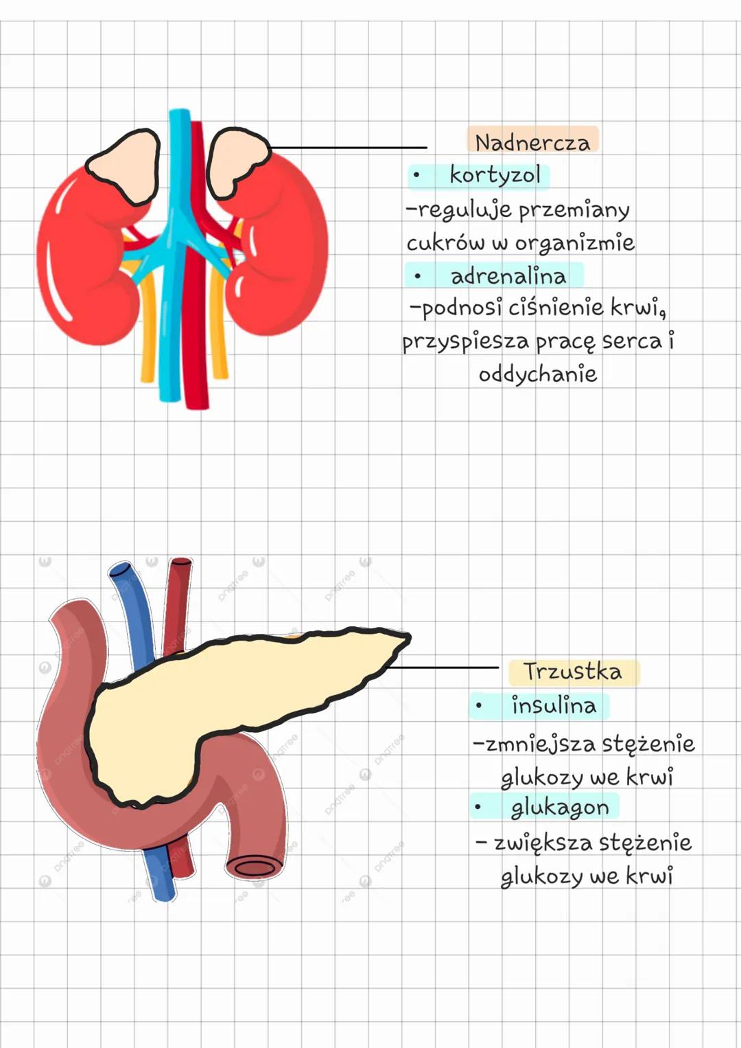 --- OCR Start ---
Biologia
Klasa 7 regulacja
nerwowo - hormonalna
temat: Budowa i funkcjonowanie układu hormonalnego
Z CZEGO JEST ZBUDOWANY