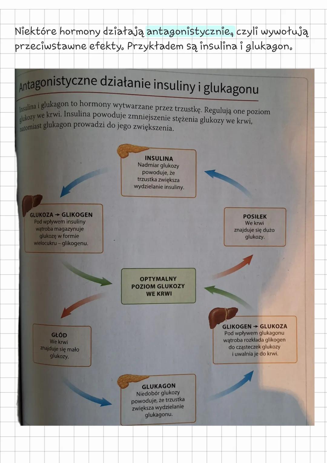 --- OCR Start ---
Biologia
Klasa 7 regulacja
nerwowo - hormonalna
temat: Budowa i funkcjonowanie układu hormonalnego
Z CZEGO JEST ZBUDOWANY