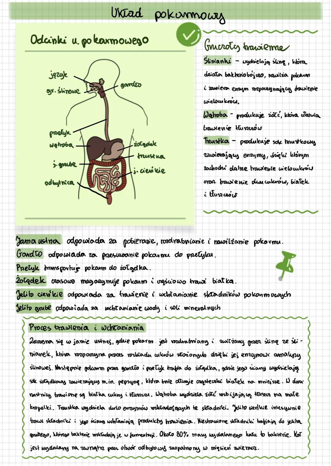# Układ pokarmowy
Odcinki u. pokarmowego
język
gamdeo
gr.ślinowe
-20Egolak
trustka
protyk
watroba
3. gribe
j. cienkie
odbytnica
Gicrot