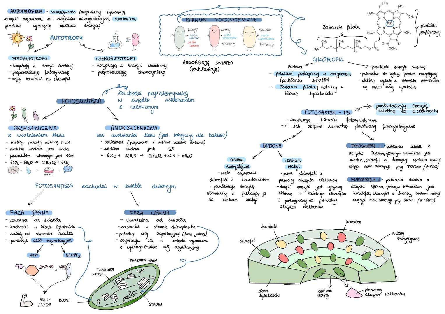 AUTOTROFIZM - samożywność (organizmy wytwarzają
związki organiczne ze związków nieorganicznych, anabolizm,
ponieważ
AUTOTROFY
wymagają
nakła