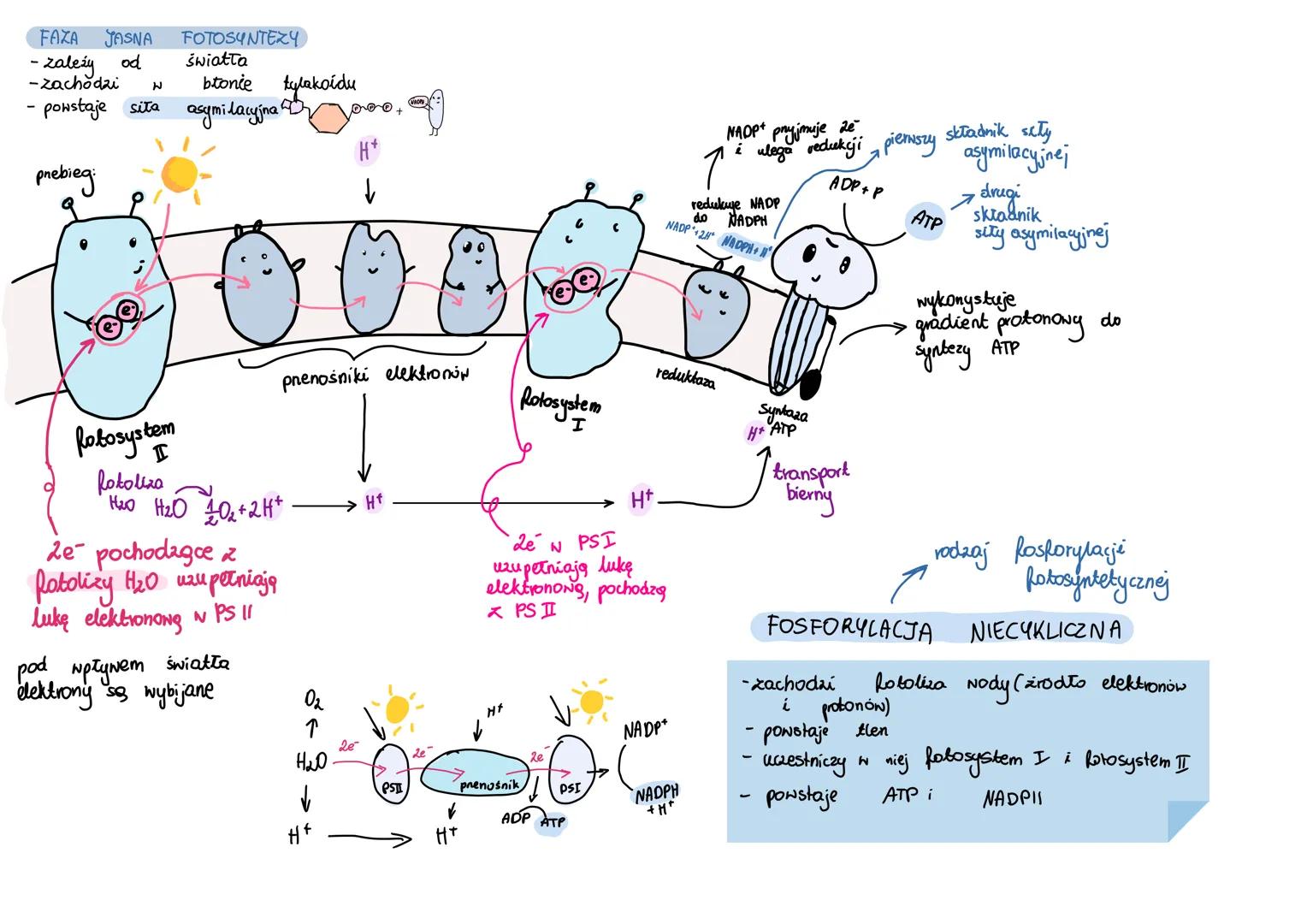 AUTOTROFIZM - samożywność (organizmy wytwarzają
związki organiczne ze związków nieorganicznych, anabolizm,
ponieważ
AUTOTROFY
wymagają
nakła