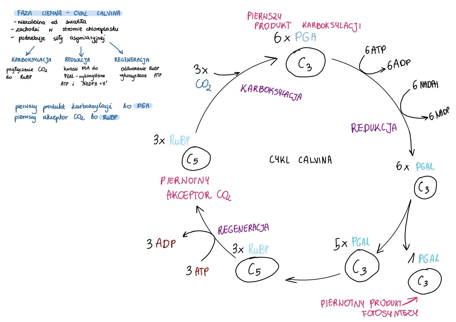 AUTOTROFIZM - samożywność (organizmy wytwarzają
związki organiczne ze związków nieorganicznych, anabolizm,
ponieważ
AUTOTROFY
wymagają
nakła