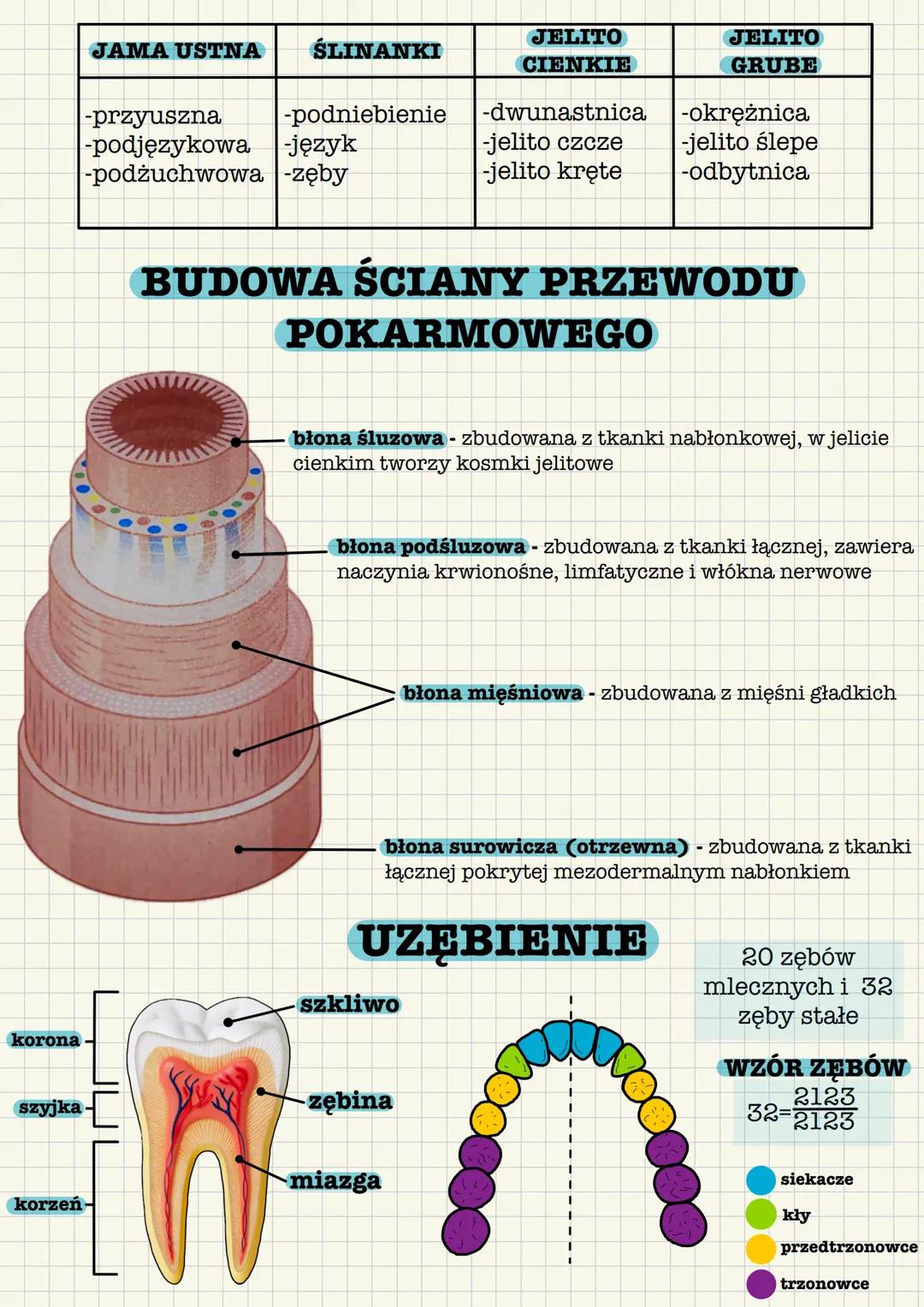# UKLAD POKARMOWY
PRZEWÓD POKARMOWY
GRUCZOLY TRAWIENNE
-jama ustna
-żołądek
-gardło
-jelito cienkie
-przełyk
-jelito grube
-ślinian