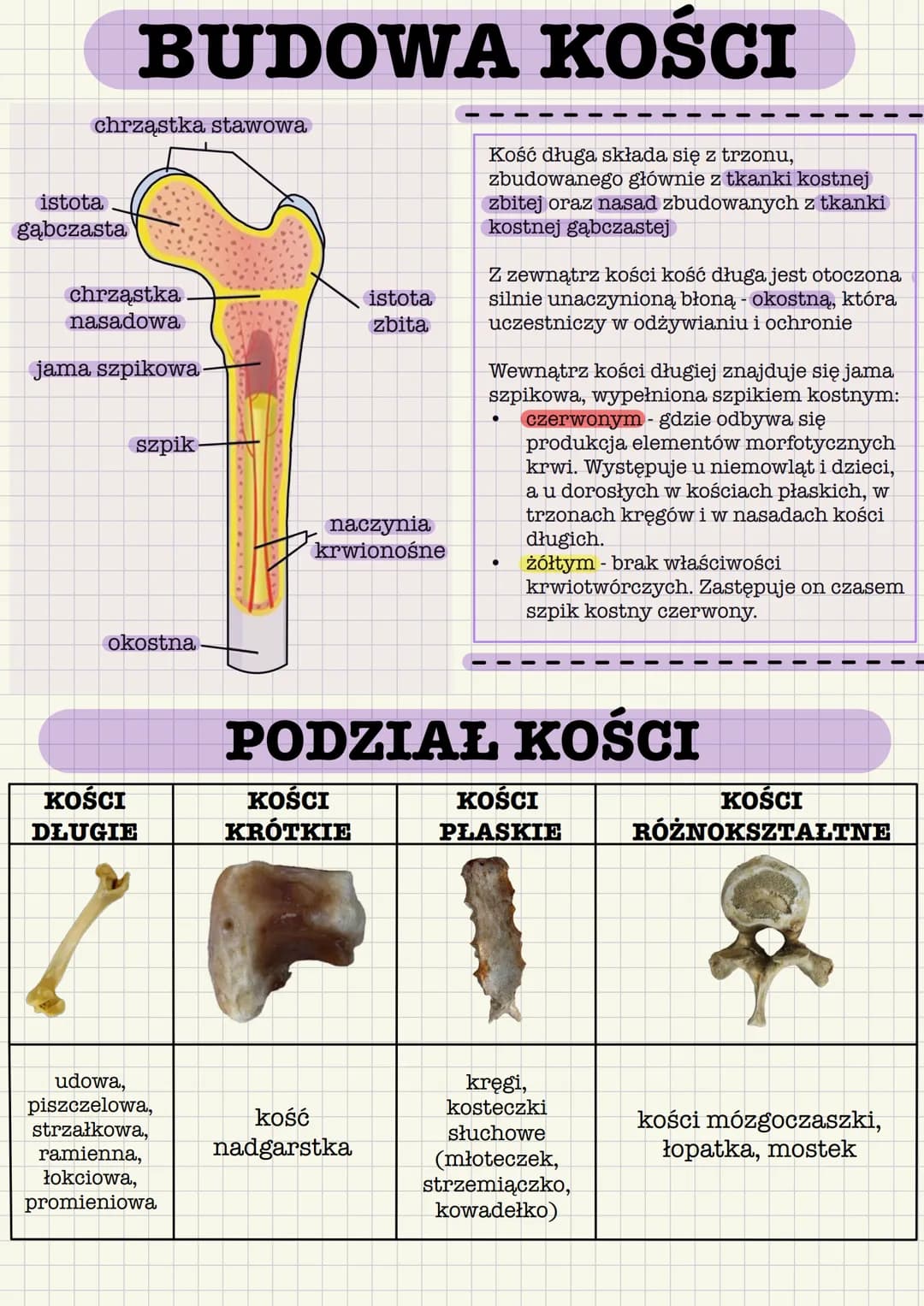 # BUDOWA KOŚCI
chrząstka stawowa
istota
gąbczasta
chrząstka
nasadowa
jama szpikowa
szpik
istota
zbita
naczynia
krwionośne
Kość długa