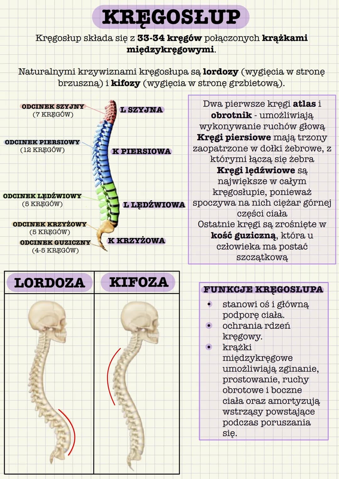# BUDOWA KOŚCI
chrząstka stawowa
istota
gąbczasta
chrząstka
nasadowa
jama szpikowa
szpik
istota
zbita
naczynia
krwionośne
Kość długa