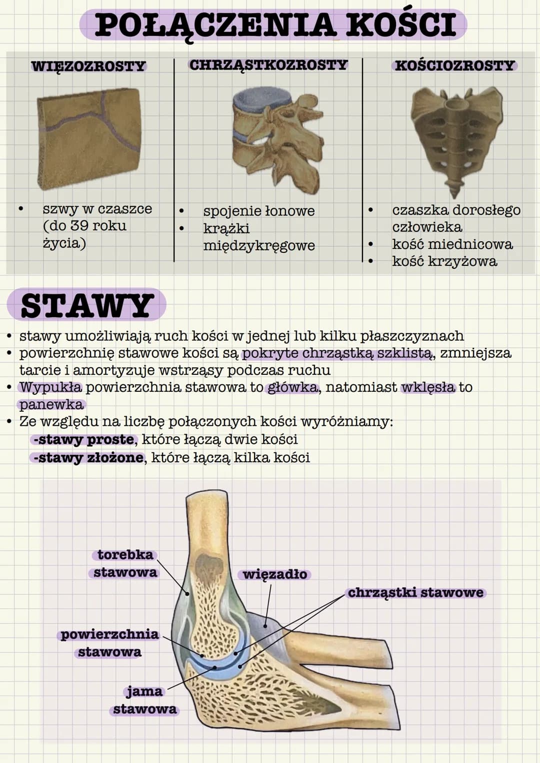 # BUDOWA KOŚCI
chrząstka stawowa
istota
gąbczasta
chrząstka
nasadowa
jama szpikowa
szpik
istota
zbita
naczynia
krwionośne
Kość długa