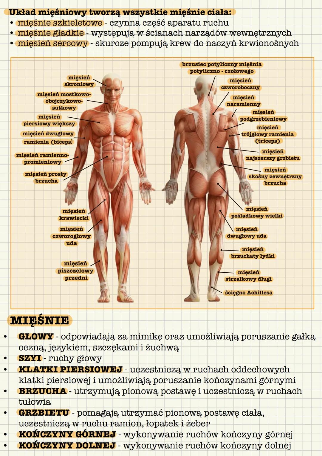 --- OCR Start ---
Układ mięśniowy tworzą wszystkie mięśnie ciała:
• mięśnie szkieletowe - czynna część aparatu ruchu
mięśnie gładkie - wystę