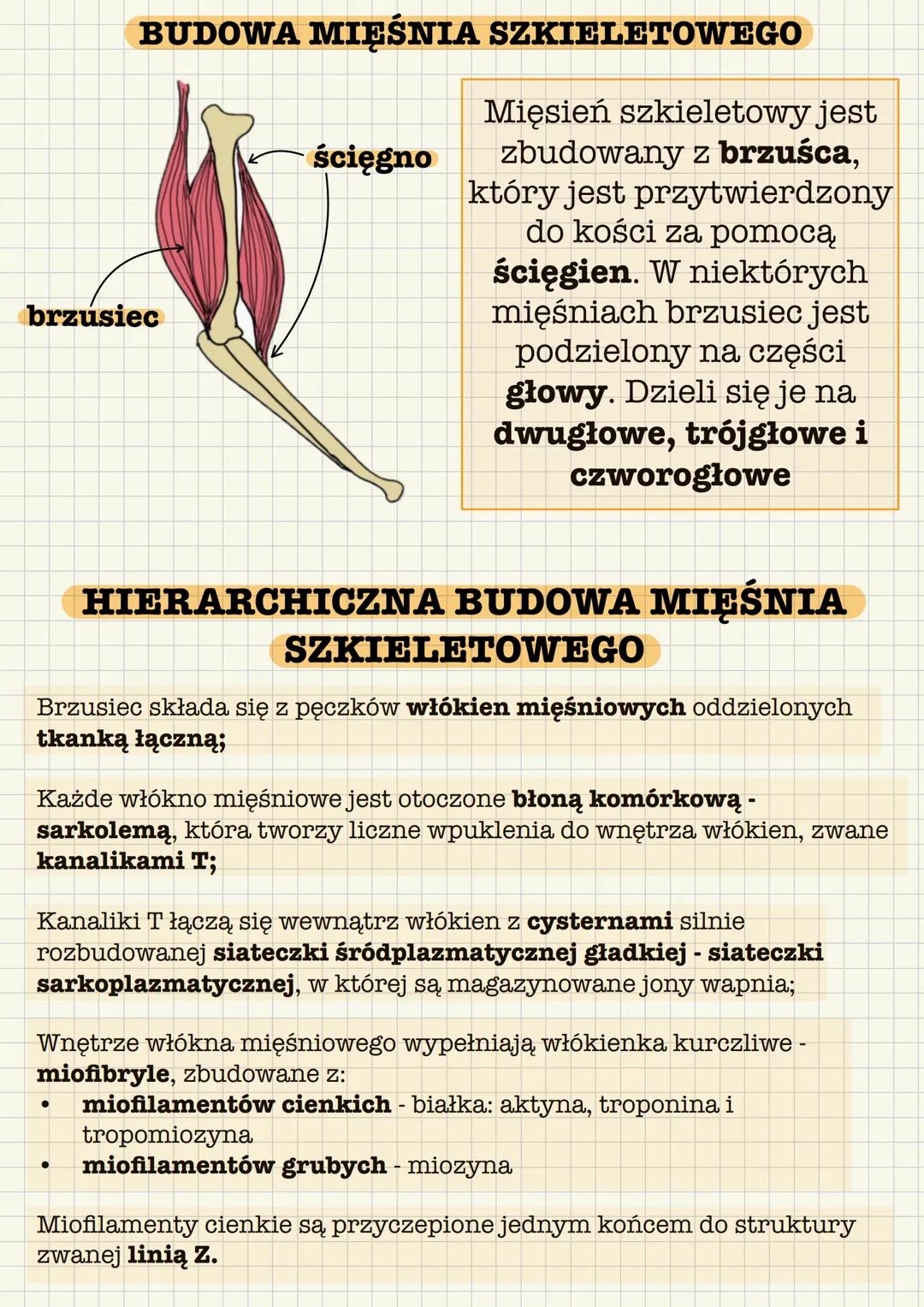 --- OCR Start ---
Układ mięśniowy tworzą wszystkie mięśnie ciała:
• mięśnie szkieletowe - czynna część aparatu ruchu
mięśnie gładkie - wystę
